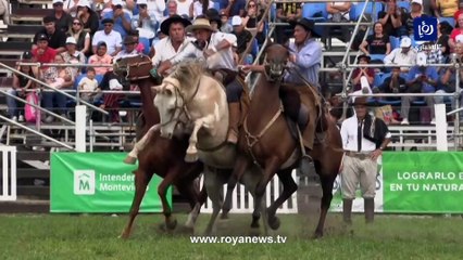 على مدى 90 عاما.. يقام مهرجان  "غاوتشو" لترويض الخيول في أوروغواي