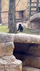 Oooops ! Le Spectacle Romantique N’est Pas Complet #video_tiktok #drôle #singe