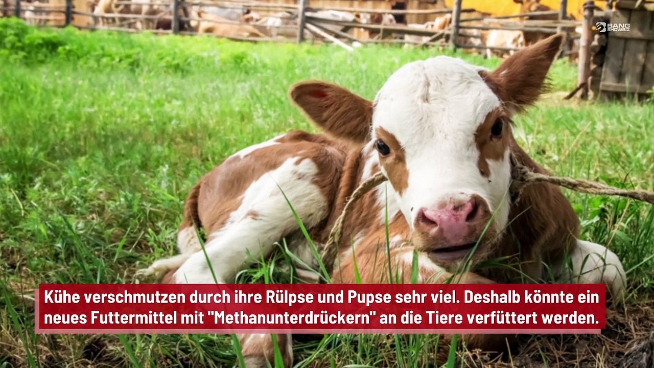 Neues Futter für Kühe: Um Methan aus ihren Rülpsen und Pupsen zu eliminieren?