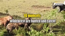 15 Brutal Moments WILDEBEEST Hunted Caught On Camera - Wildlife Moments