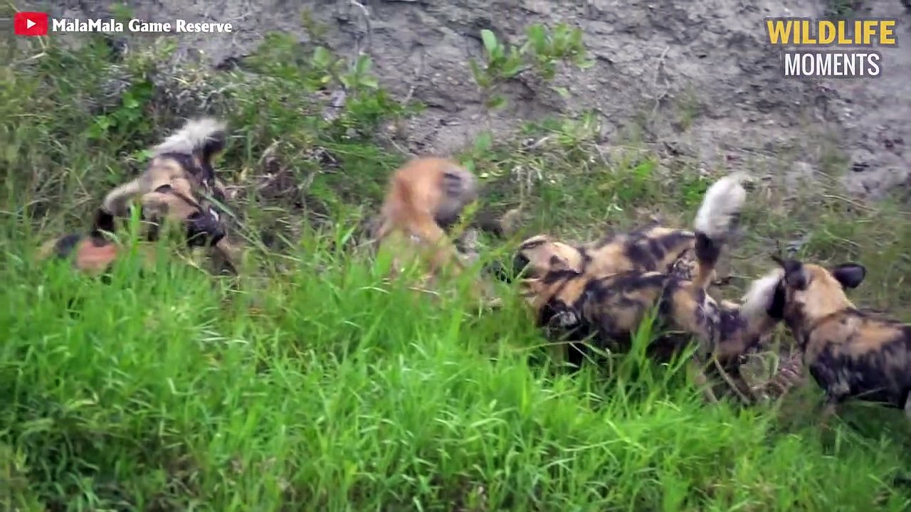 15 Craziest Moments Wild Dogs Bully HYENAS You've Ever Seen - Wildlife Moments