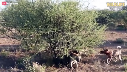 15 Epic Moments Wild Dogs Bully Hyenas Caught On Camera - Wildlife Moments