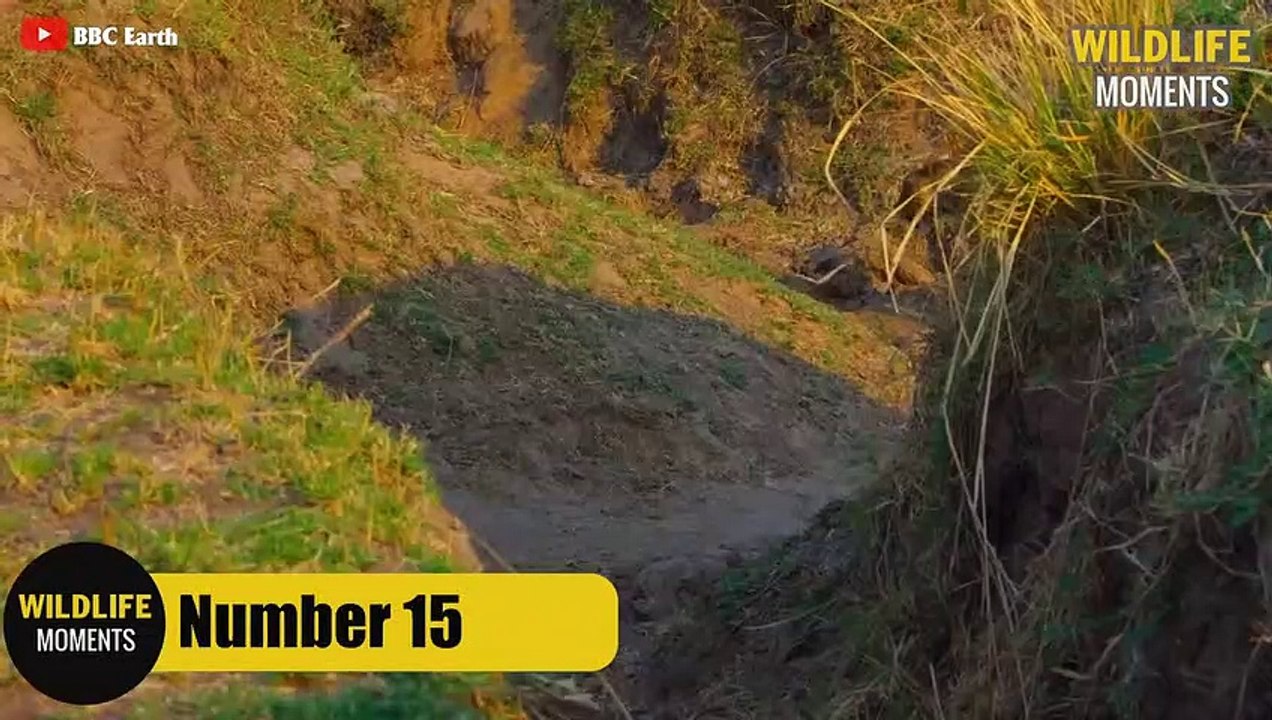 15 Incredible Moments Leopards Hunt Impala Caug...