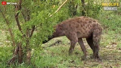 15 Scariest Moments HYENA Fight Caught On Camera - Wildlife Moments