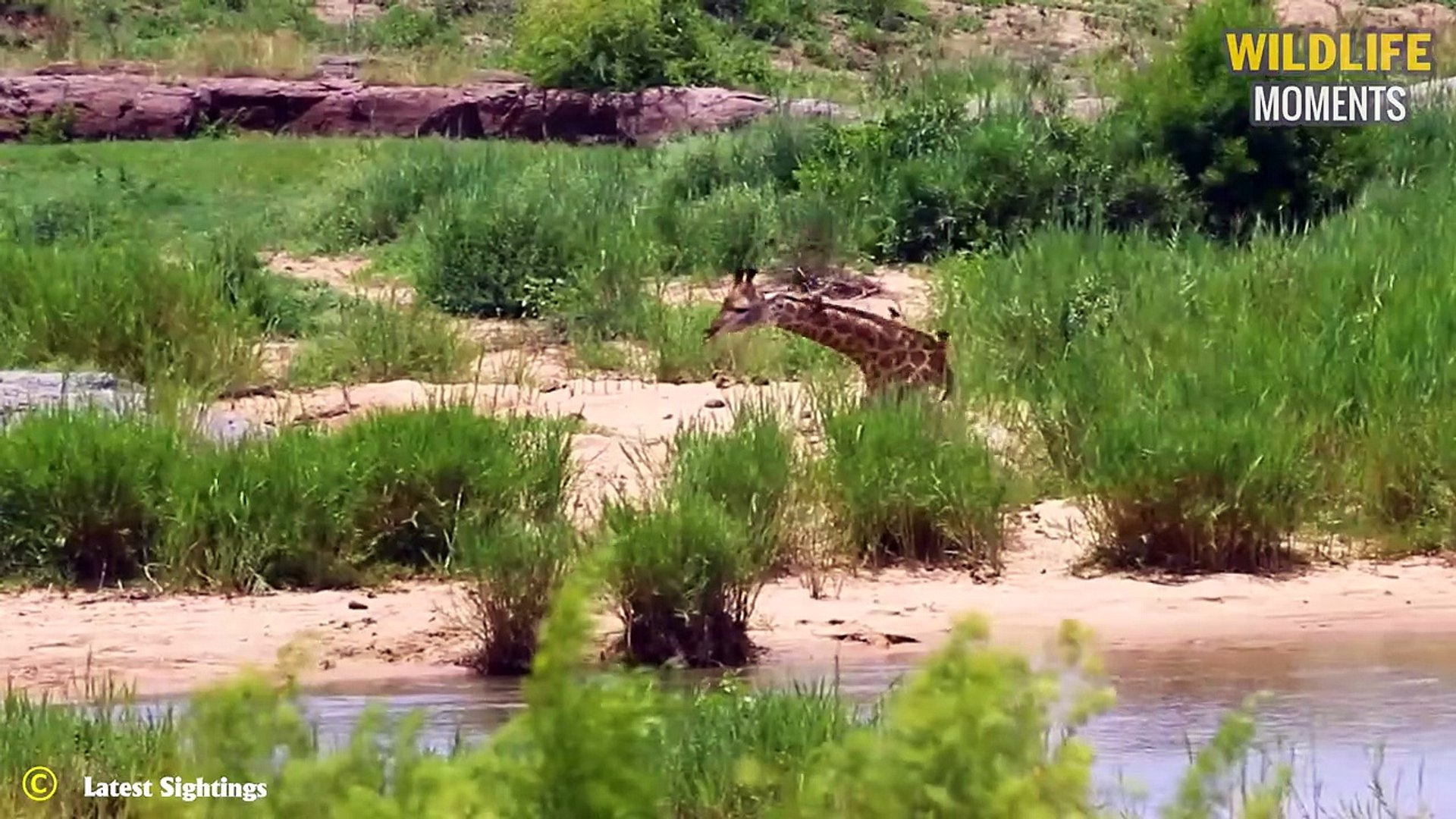 ⁣45 Amazing Moments When Giraffes Fight Predators And What Happen Next