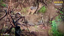 45 Best Hunting Moments Of Brutal Leopards  @swagwildlifemoments