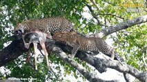 45 Brutal Moments Leopard, Lion, Tiger Hunting In Trees That Make You Scream