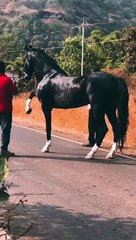 Animals lover |Horse Lover Beautifull horse in the world|