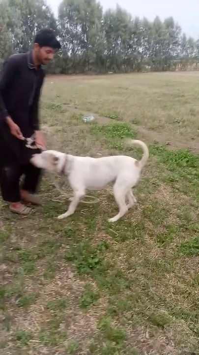 dog attackt