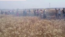 पूर्वी चम्पारण: शॉर्ट सर्किट से तीन एकड़ में लगी गेहूं की फसल जलकर हुई राख, देखें रिपोर्ट