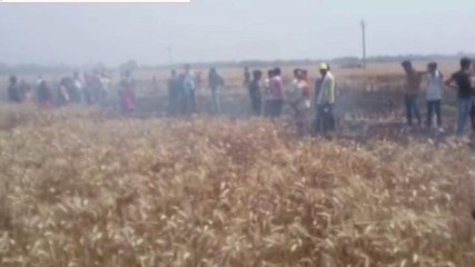 पूर्वी चम्पारण: शॉर्ट सर्किट से तीन एकड़ में लगी गेहूं की फसल जलकर हुई राख, देखें रिपोर्ट