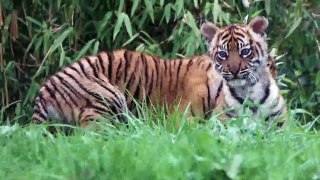 Two rare Sumatran tiger cubs emerge from den for first time at Chester Zoo