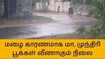 வேதாரண்யம்: மழையால் மா, முந்திரி பூக்கள் வீணாகும் நிலை!