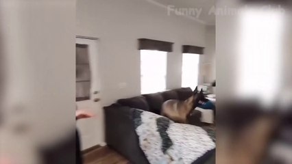Funniest Animal Videos  Funny Cats and Crazy Dogs Videos 2023 2