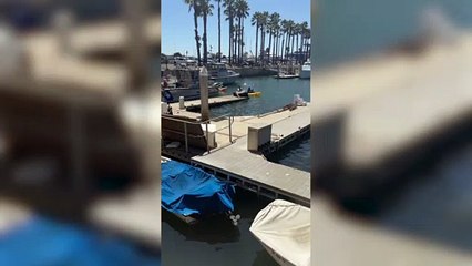 Hilarious moment a pair of kayakers capsized after getting too close to a barking sea lion
