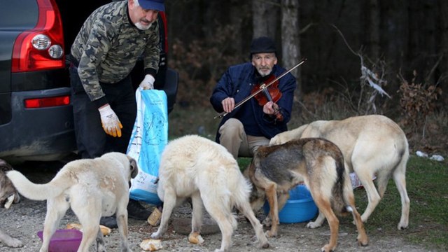 Ormandaki köpekleri keman ve şarkılar eşliğinde besliyor