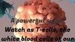 T-Cells, The white blood cells of our immune system