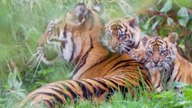 Watch These Endangered Tiger Cub Twins Emerge From Den at British Zoo