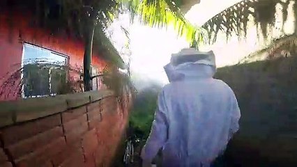 Manipulação de abelhas vira pesadelo para moradores em SC