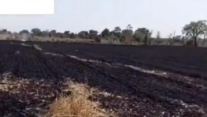 सीहोर: गेहूं की खड़ी फसल में अचानक लगी आग, कई किसानों को भारी नुकसान