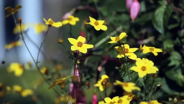 Petites anecdotes entre stars Bande-annonce (EN)