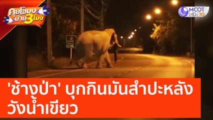 'ช้างป่า' บุกกินมันสำปะหลัง วังน้ำเขียว (4 เม.ย. 66) คุยโขมงบ่าย 3 โมง