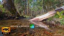 4K HDR Proxy M Video - Gemstone Trickling Spring Creek -Daily Nature Scenes