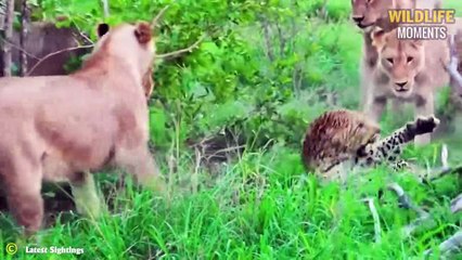 45 Brutal Moments Lion, Leopard, Cheetah Get Injured And What Happens Next