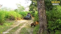 45 Brutal Moments Tiger Hunting Prey, Tiger Fight Caught On Camera