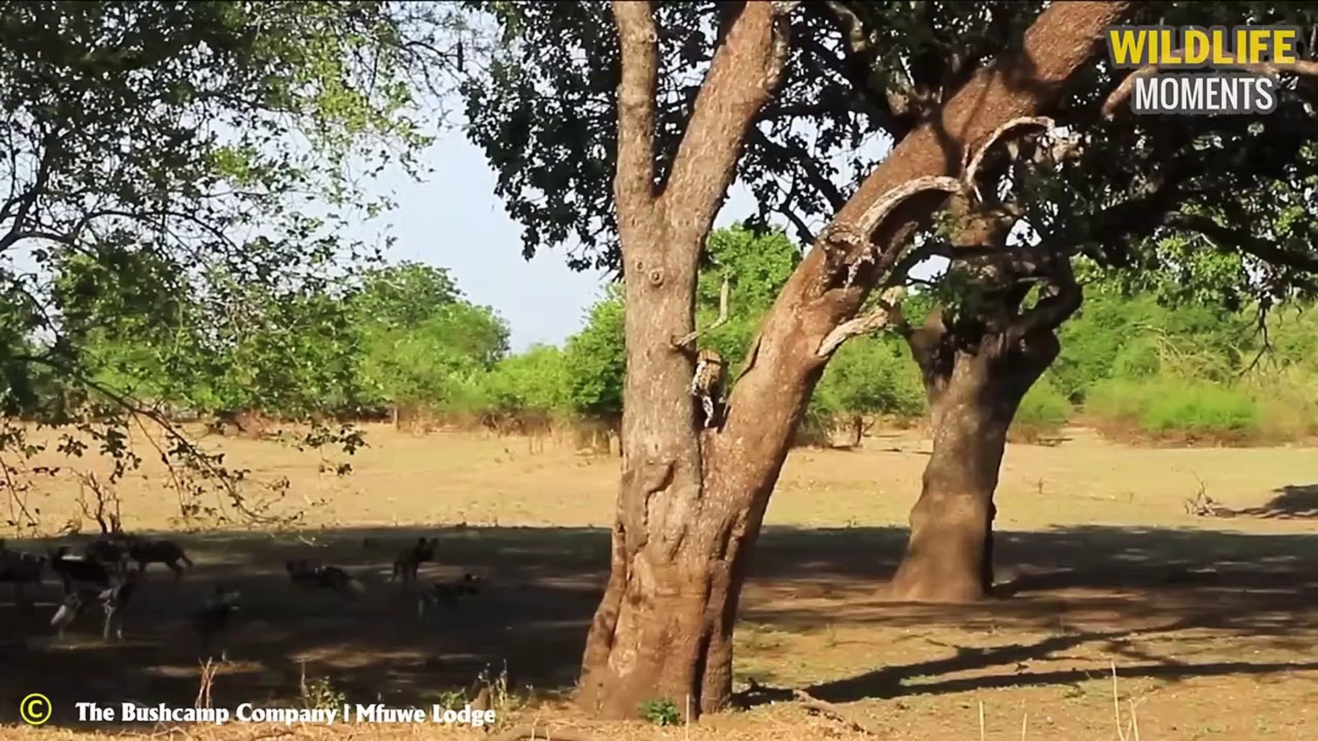 ⁣45 Crazy Moments Leopard And Hyena Fight For Food   Real Nature Documentary