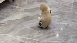 Funniest Animals 2023 | Funny Cats Video |  Funny Cats And Dogs