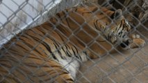 Hombres armados dejaron a un tigre de Bengala abandonado tras ser perseguidos por autoridades mexicanas