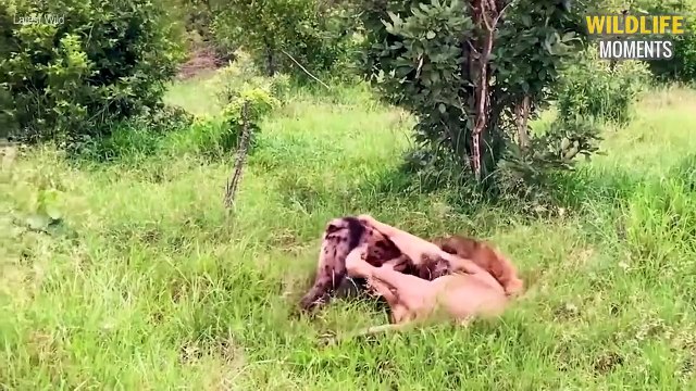 45 Heartbreaking Moments Animals Live Last Moments - Wildlife Moments