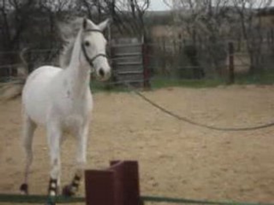 Malika transision galop