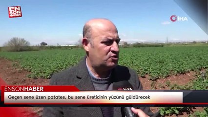 Geçen sene üzen patates, bu sene üreticinin yüzünü güldürecek