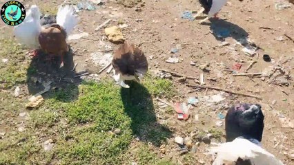 Birds Market Kallar Syedan | Fancy Kabootar Mandi | Fancy Pigeon | Kabutar Bazar | Pigeon Club Rawat !