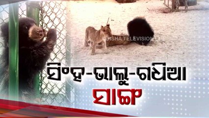Lion, Bear, Hyena cubs play inside same enclosure at Nandankanan Zoo in Bhubaneswar