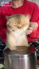 Cat  fanny moment