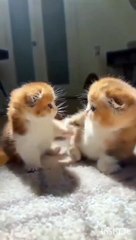 So cute kittens