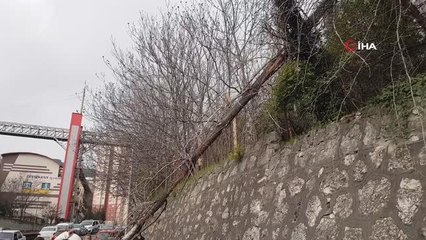 Rüzgar nedeniyle devrilen ağaç iki araca zarar verdi
