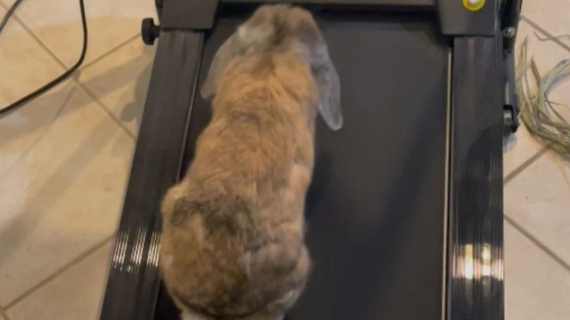 Determined bunny faces funny setbacks while using owner's treadmill for the 1st time
