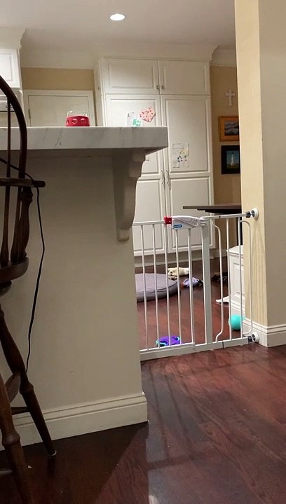 Doggy Getting Her Zoomies Out