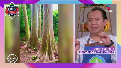 El misterio del árbol arcoíris