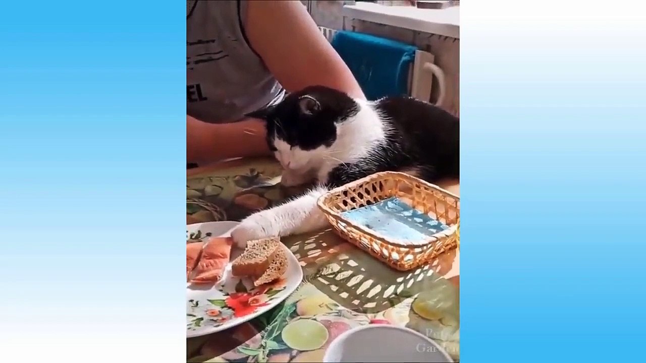 chats rigolos _funny cats _ komik kediler _