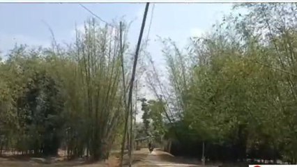 किशनगंज: हर घर बिजली पहुंचाने का दावा फेल, बांस के सहारे पहुंची बिजली