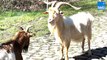 Paris-Roubaix : des chèvres désherbent les pavés de la Trouée d'Arenberg