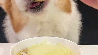 Corgis drink razor clam and cabbage soup Short-legged corgis Pet debut plan Adorable pet debut trainee_