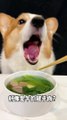 Corgis drink spinach and beef soup pet debut plan cute breeder cute pet daily_