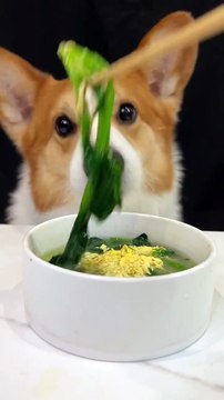 Corgis drink spinach and egg yolk soup. Adorable breeder. The joy of raising dogs. Adorable pet debut trainee_