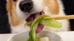 Dogs eat corgis eat chicken balls and rough noodles Adorable breeder The cutest dog Pet debut plan_